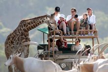 Giraffe Encounter