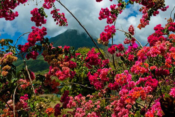 Bougainvillea in full bloom