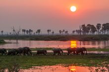 Elephants in the Selous Game Reserve, Tanzania