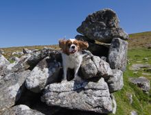 In der freien Natur der weitläufigen Nationalparks fühlen sich die mitreisenden Vierbeiner pudelwohl.