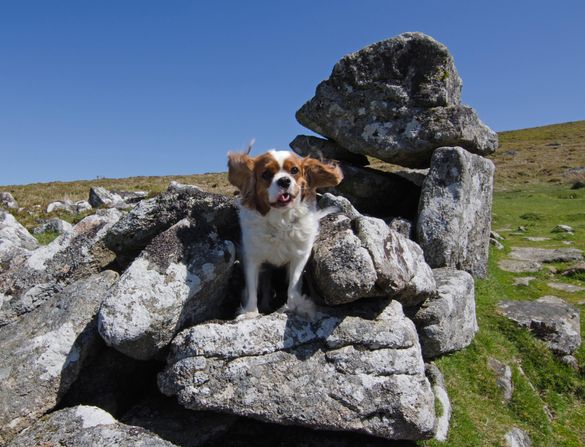 In der freien Natur der weitläufigen Nationalparks fühlen sich die mitreisenden Vierbeiner pudelwohl.