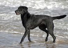 Die Küstenregionen bieten sich für ausgedehnte Spaziergänge mit dem Hund an.