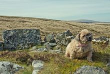 Die vielfältige Region lässt sich mit tierischer Begleitung bequem in 14 Tagen Urlaub erkunden.