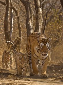 Cox & Kings’ Taj, Tigers & Beaches Family Adventure includes a visit to Ranthambore National Park. Image courtesy of Cox & Kings.
