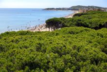 Pinar de Perruquet, Costa Daurada