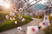 German Wine route almond blossom
