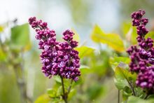 Rochester Lilac Festival 