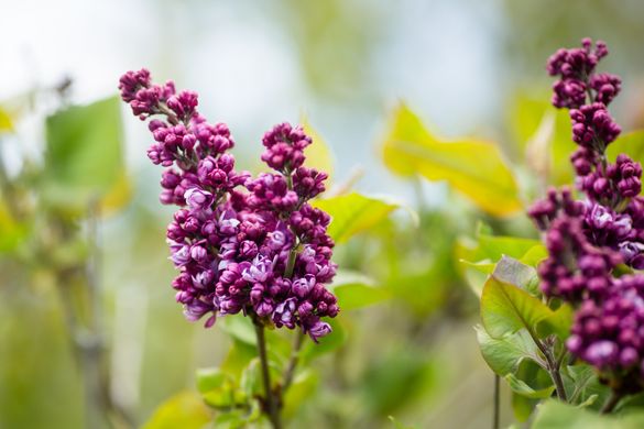 Rochester Lilac Festival 