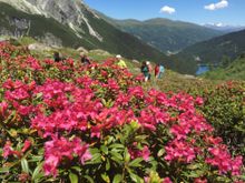 Almrosenwanderung im Wipptal