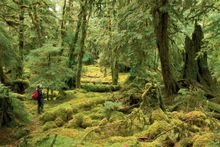 Haida Gwaii vegetation