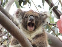 Koalas are not docile