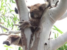 Koalas might look drunk but they are not