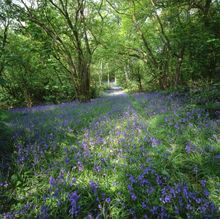 Lodge Hill Bluebells in The National Forest