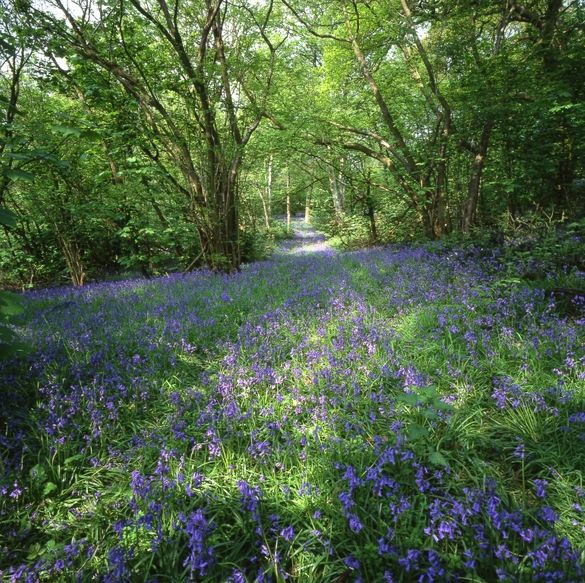 Lodge Hill Bluebells in The National Forest