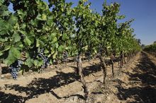 Maipo Valley