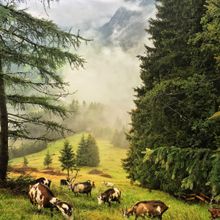 Ziegenherde auf Helgas Alm