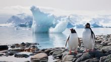Penguins in Antarctica (Gentoo Penguins)