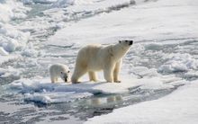 Polar bears