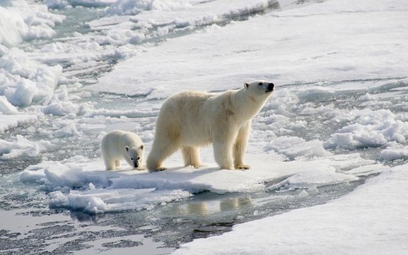 Polar bears