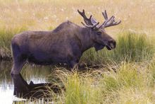 Yukon Wildlife Preserve