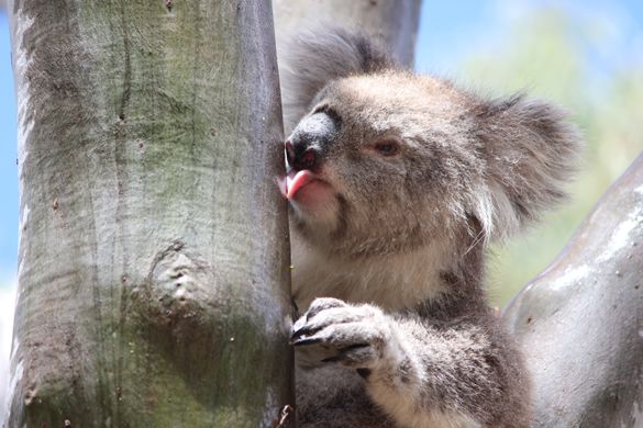Koala Penis