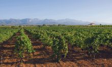 Vinedos - Mallorca 