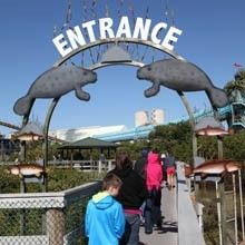Visitors can observe West Indian manatees at the free TECO Manatee Viewing Center 