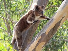 the flying koala!