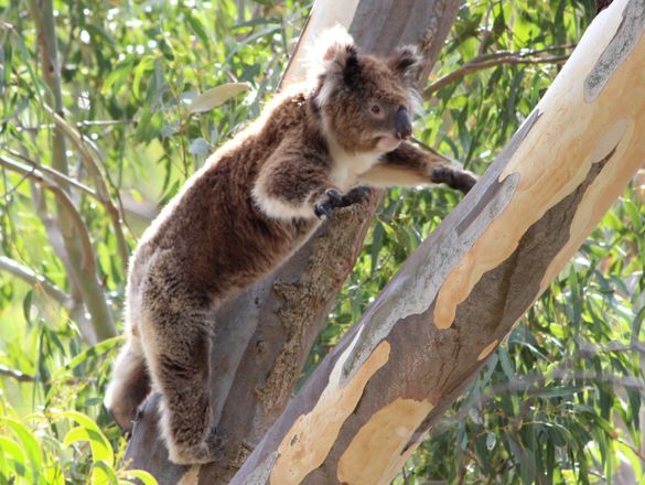 the flying koala!