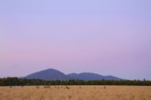 The You Yangs with kangaroos