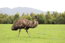 Emu at Serendip Wetlands