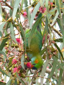 Purple-crowned Lorikeet - frequently seen in Geelong region