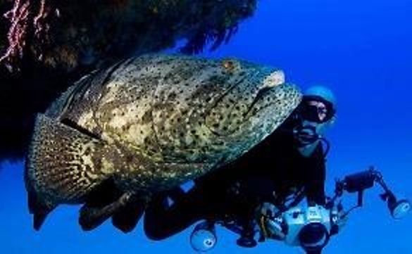 Goliath grouper with photographer Lazaro Ruda