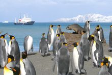 South Georgia teeming with king penguins and fur seal with Polar Pioneer