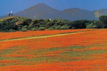 Flowers of Cape Province, South Africa