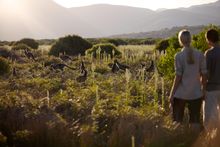 Kangaroos at Wilsons Promontory