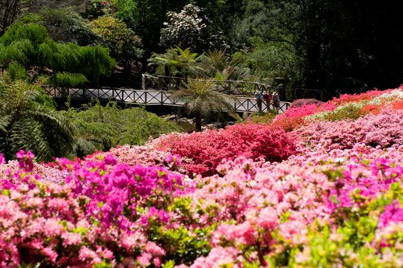 Kurume Bowl & Pond & Gazebo - National Rhododendron Garden