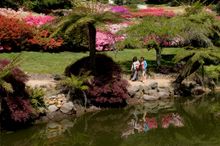 Kurume Bowl & Pond - National Rhododendron Garden