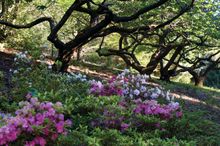 Azaleas under trees - National Rhododendron Garden