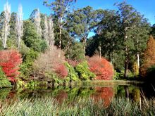 The lake in Autumn (Fall) - National Rhododendron Garden