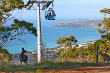 Roo with a view