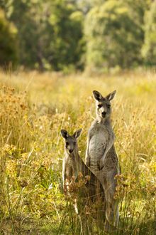 Grampians Peaks Trail- kangaroos 