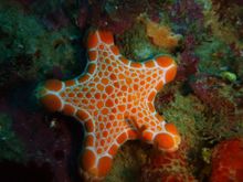 The Arches Marine Sanctuary