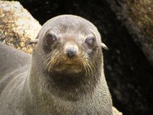 Wilsons Promontory Marine National Park