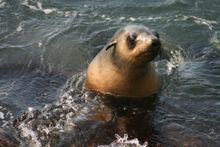 Australiasian Fur Seal - Wilsons Promontory Marine National Park