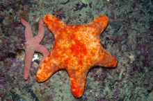 Wilsons Promontory Marine National Park