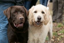 Truffle dogs are at the ready to help out visitors on a truffle hunt.