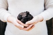 A truffle found at The Truffle Farm Canberra