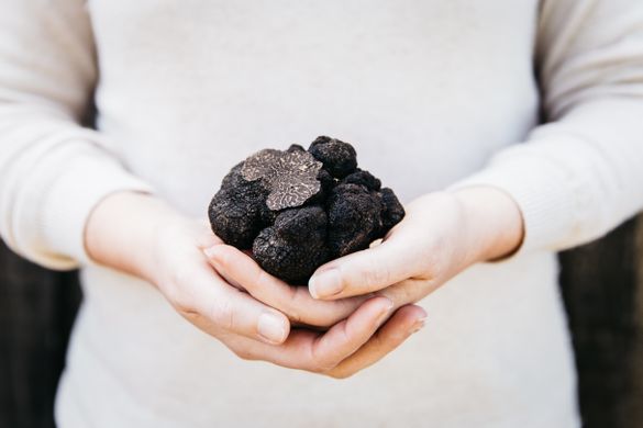 A truffle found at The Truffle Farm Canberra