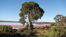 Pink Lakes at Murray Sunset National Park